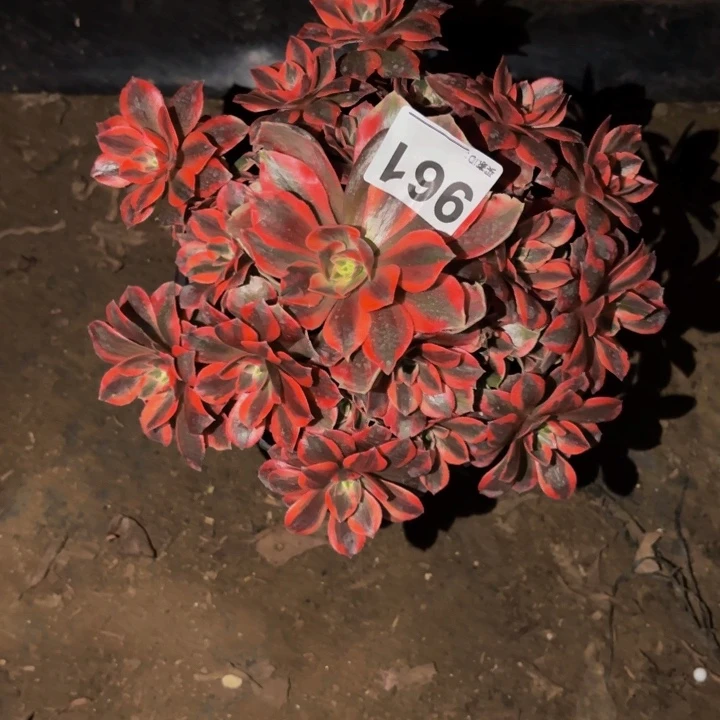 961女妖多肉植物不售后