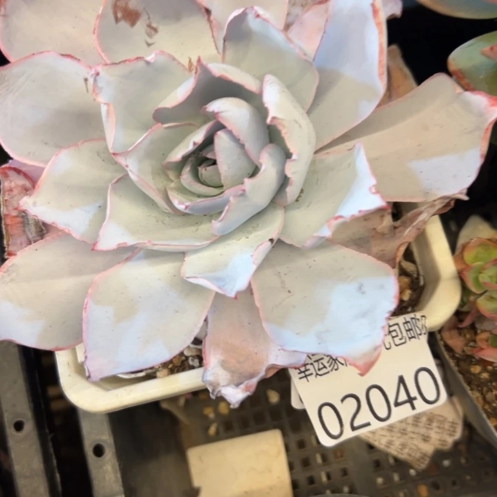 幸运的是你能在我