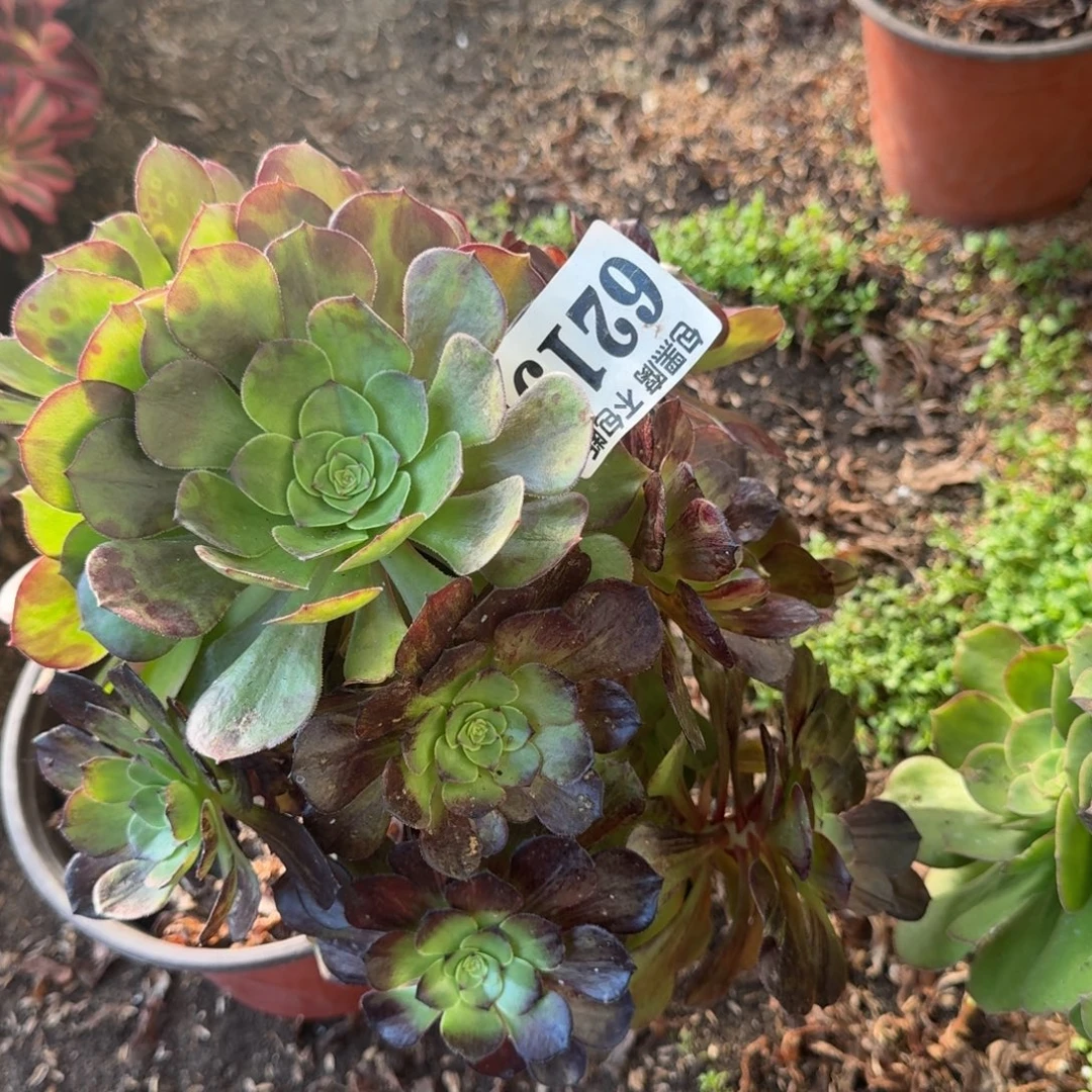 法师墨染无售后6219 19-36