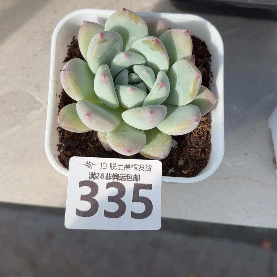 望舒单头无盆土发货