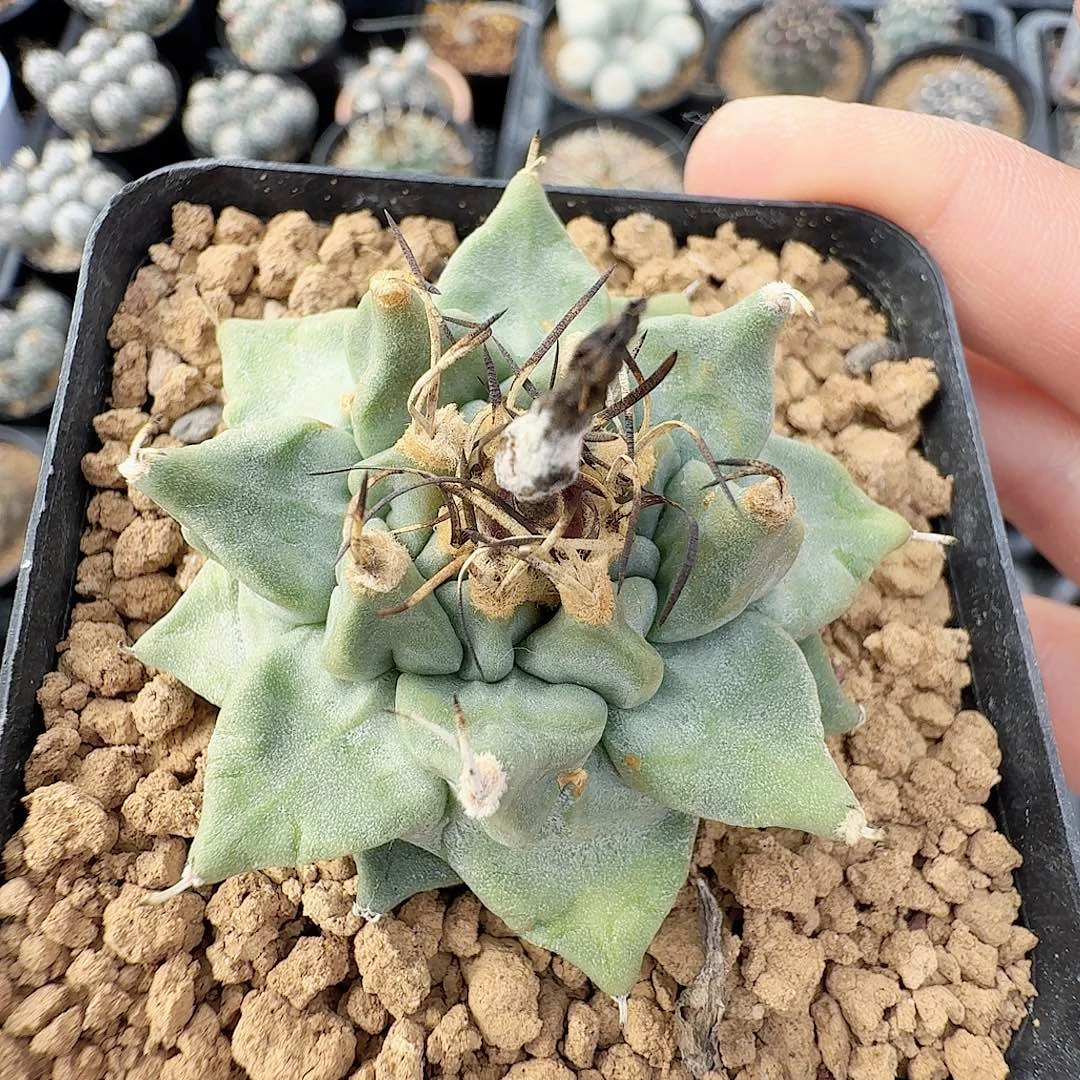 实生赤花娇丽脱土发货