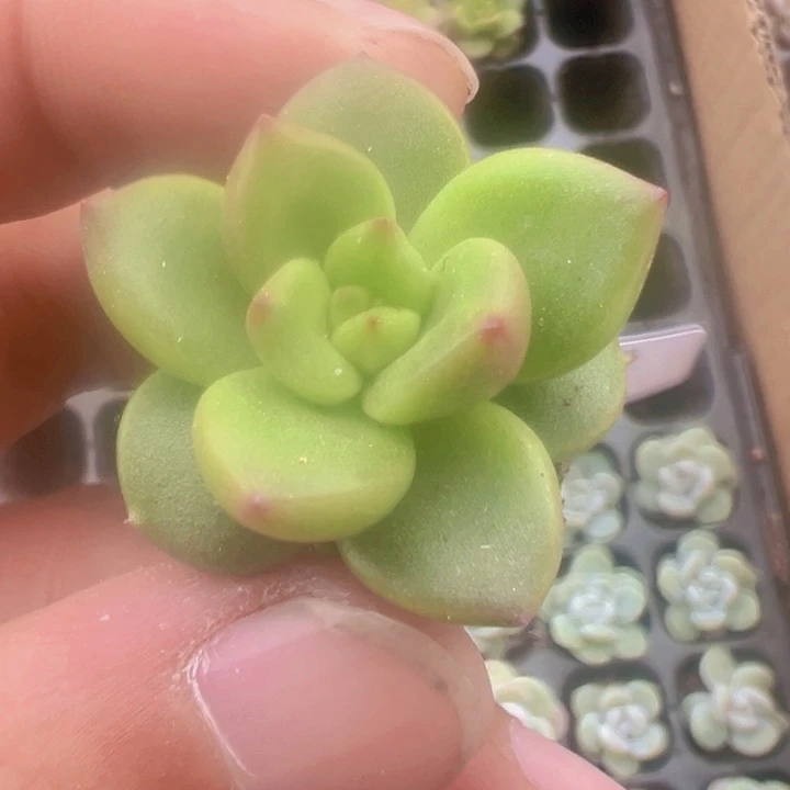 苹果花精品多肉植物