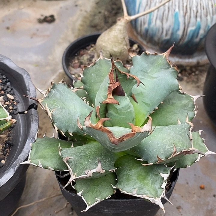 龙舌兰龙舌兰姬仁王冠