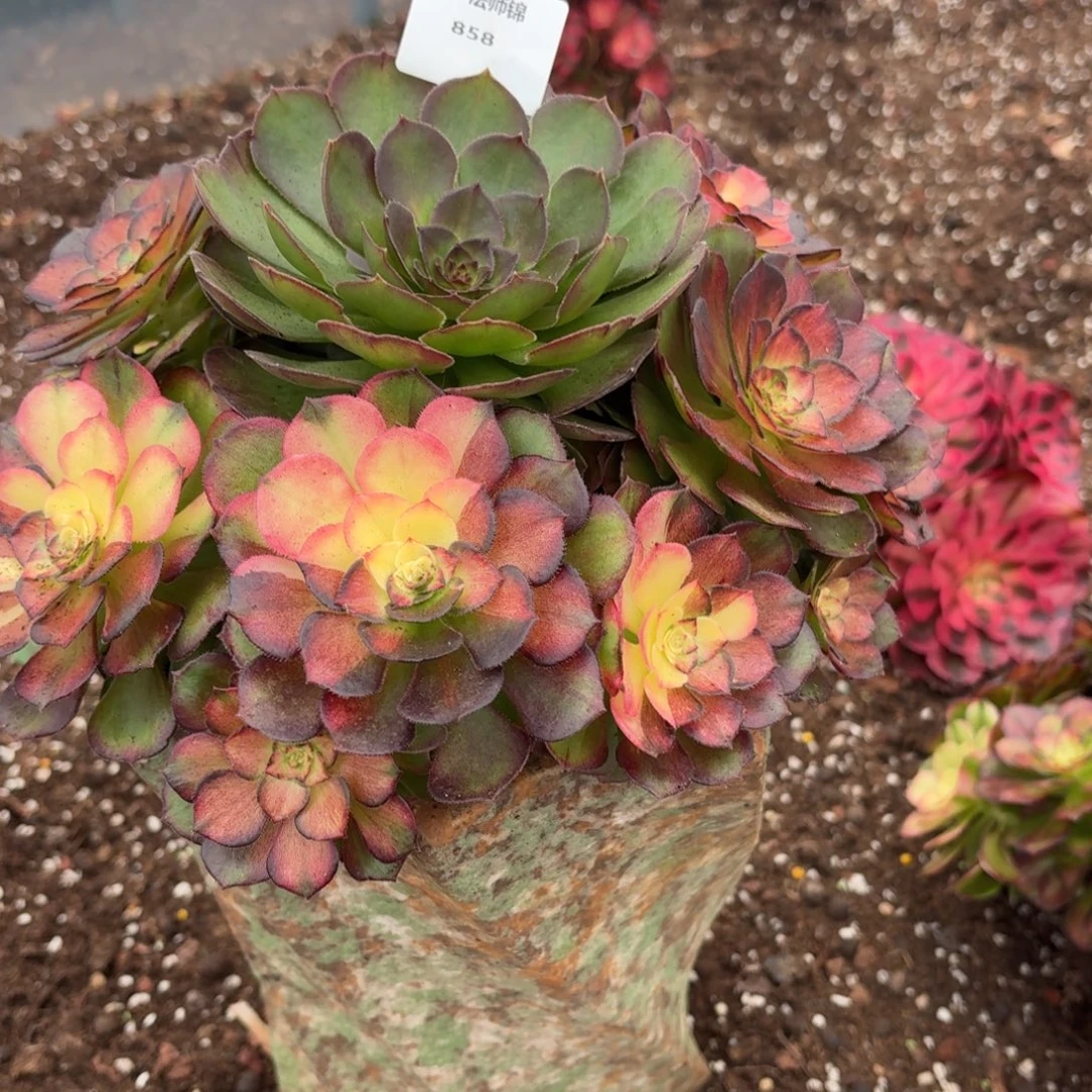 31法师锦多肉858海王七彩发货