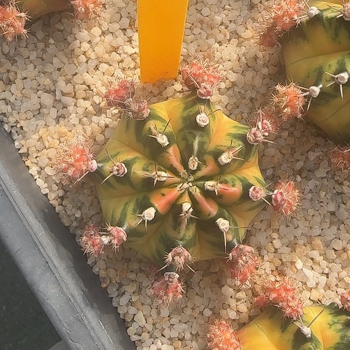 L507-1216泰国发货 小马克