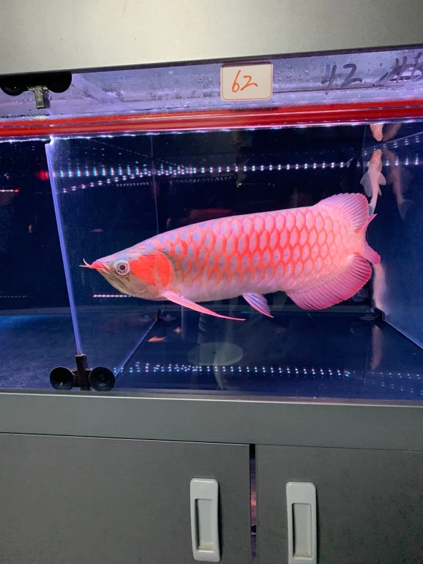 印尼超血红龙鱼！尺寸42厘米全品无瑕疵！