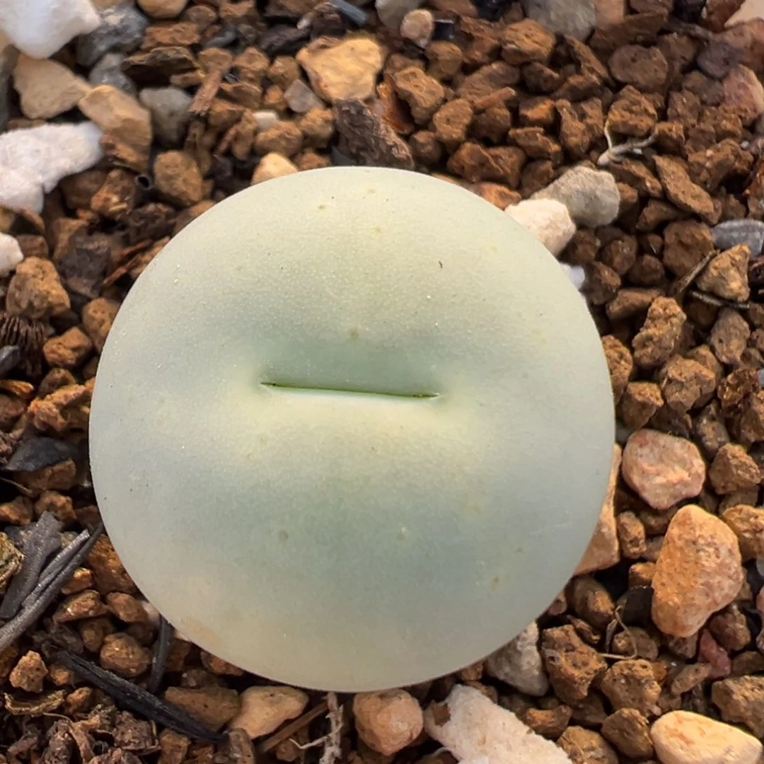 21多肉植物百科鸽子蛋