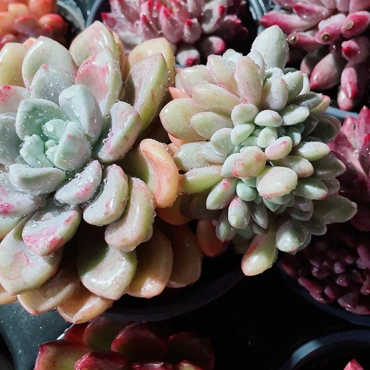 花瓣路缀化98一盆5586688865