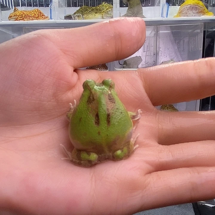 角蛙009可爱波子蛙