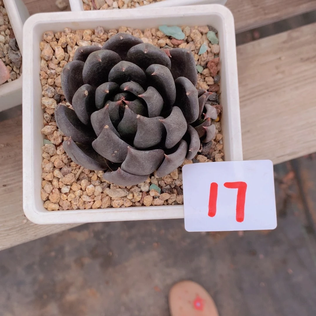 水***人黑骑士多肉植物17