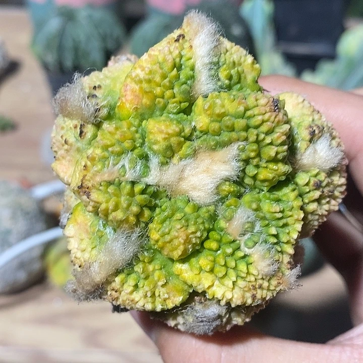 袖蒲接大尤哥斯拉锦