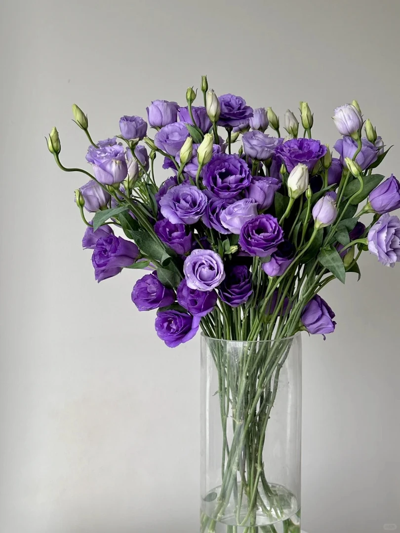 【花伴的旅行】紫色洋桔梗  紫色的小铃铛 云南基地直发