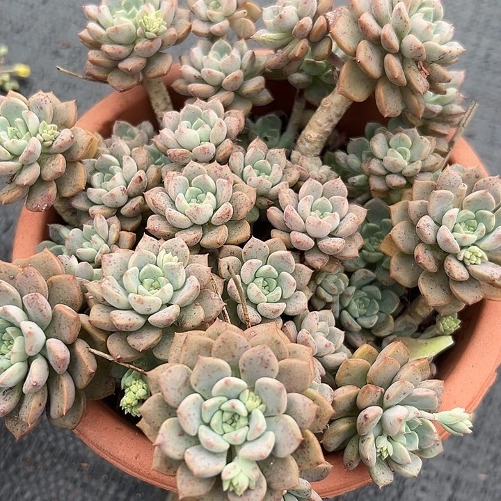 无花朵粉布偶。