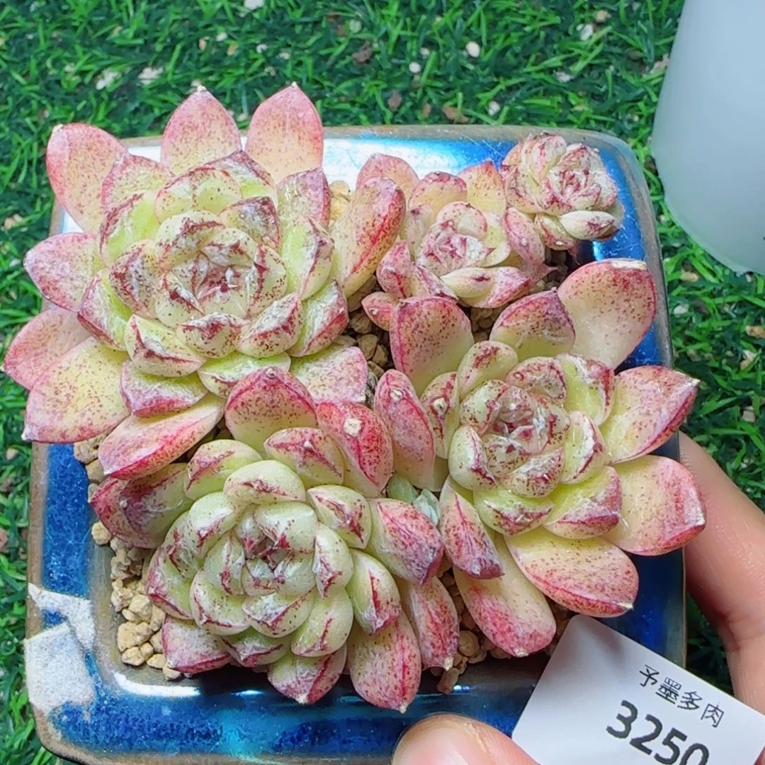 赤水晶，3250多肉植物