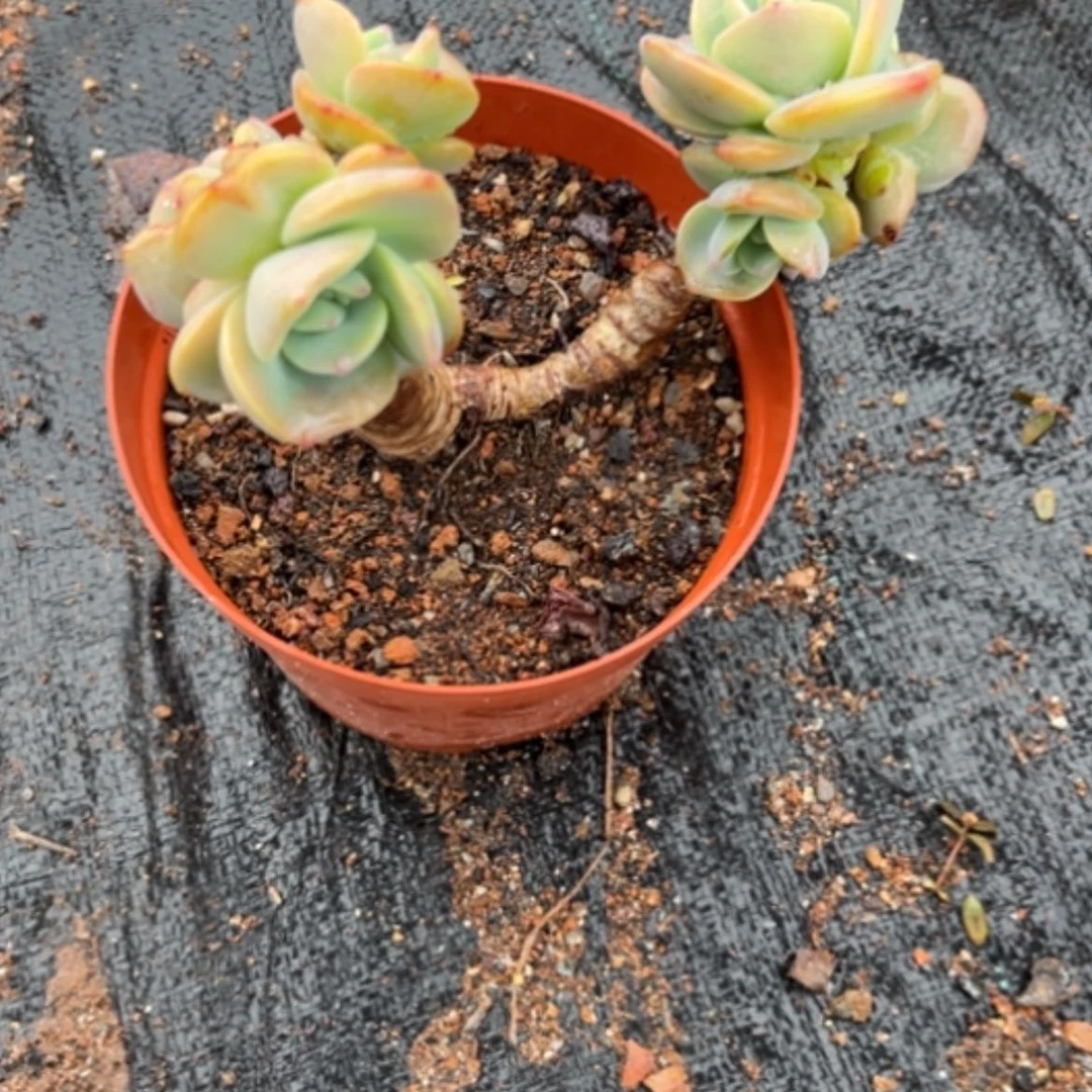 【闪购商品】大**风白凤