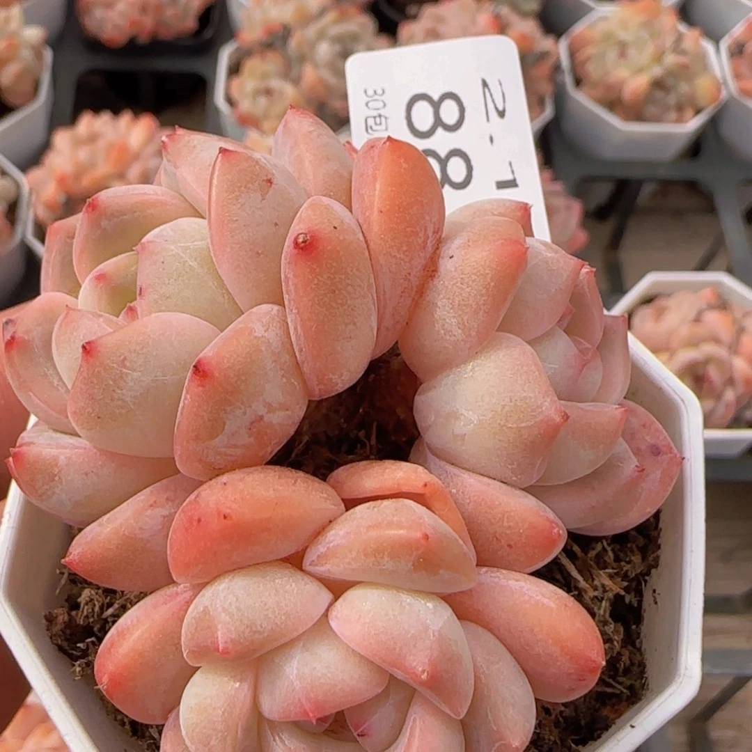 太妃糖三头老桩一颗脱土