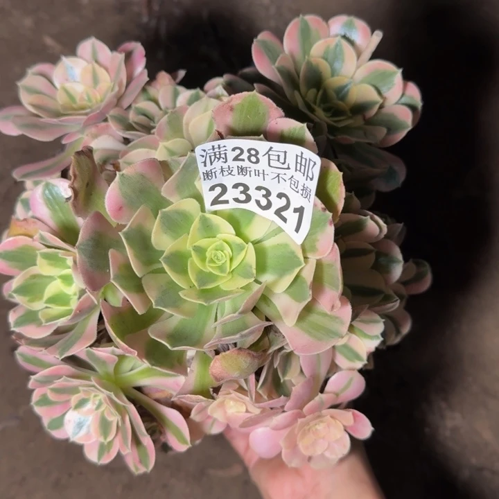 23321女巫多肉植物