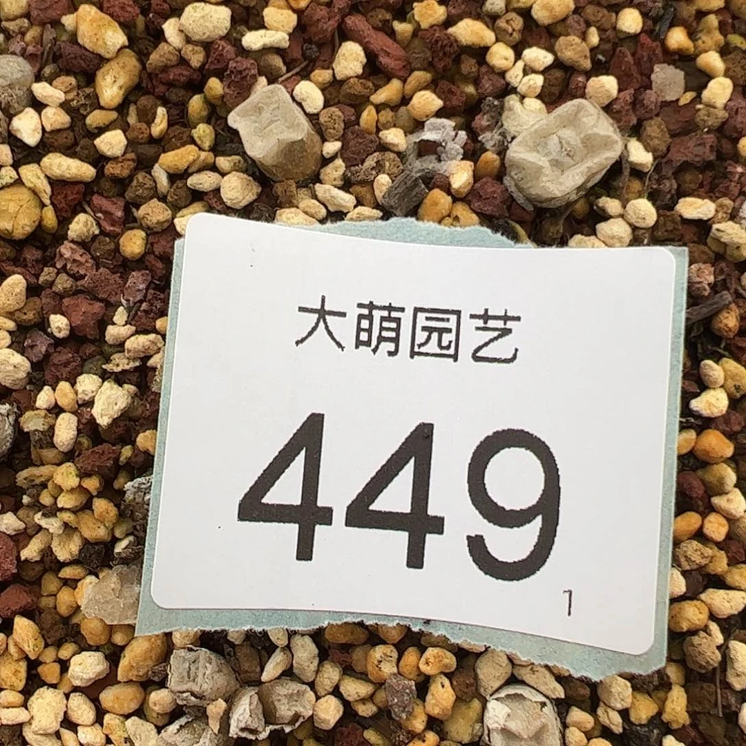 0000449量拍单头方糖2颗尺寸不大