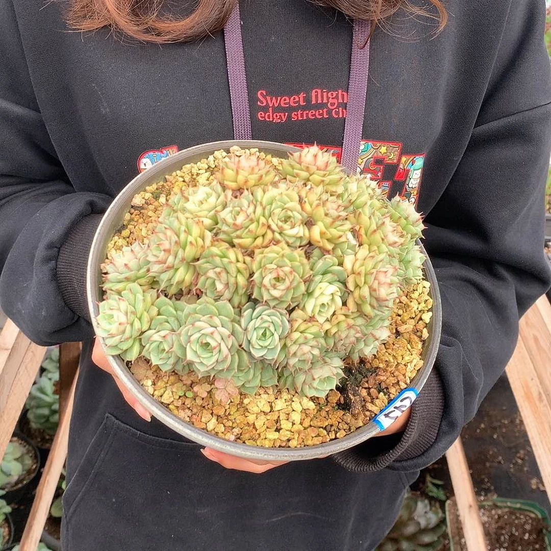 557笨巴蒂斯 一物一拍多肉