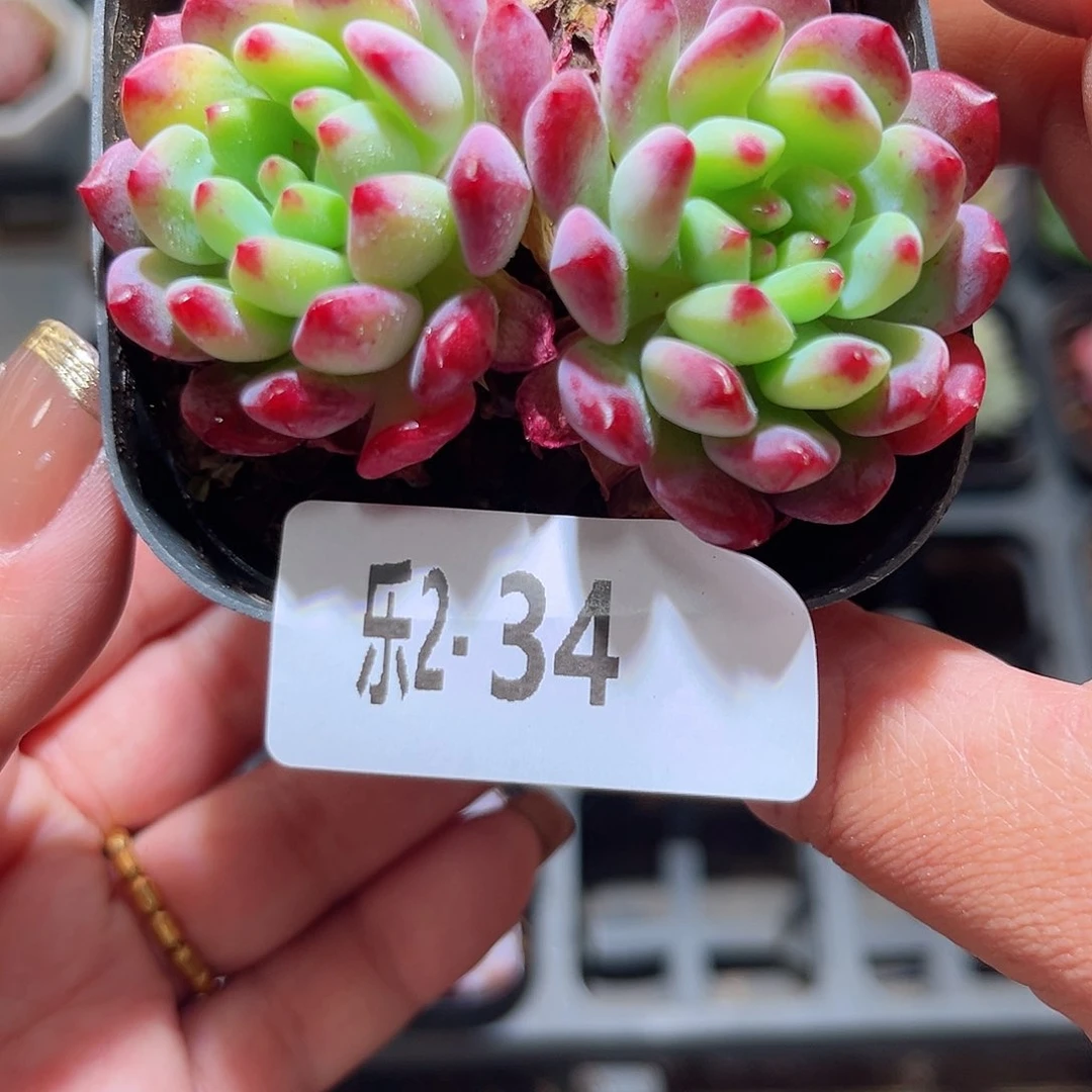 乐2-34蓝苹果双头