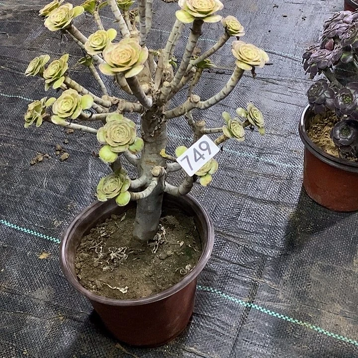 749，V锦母本多肉法师