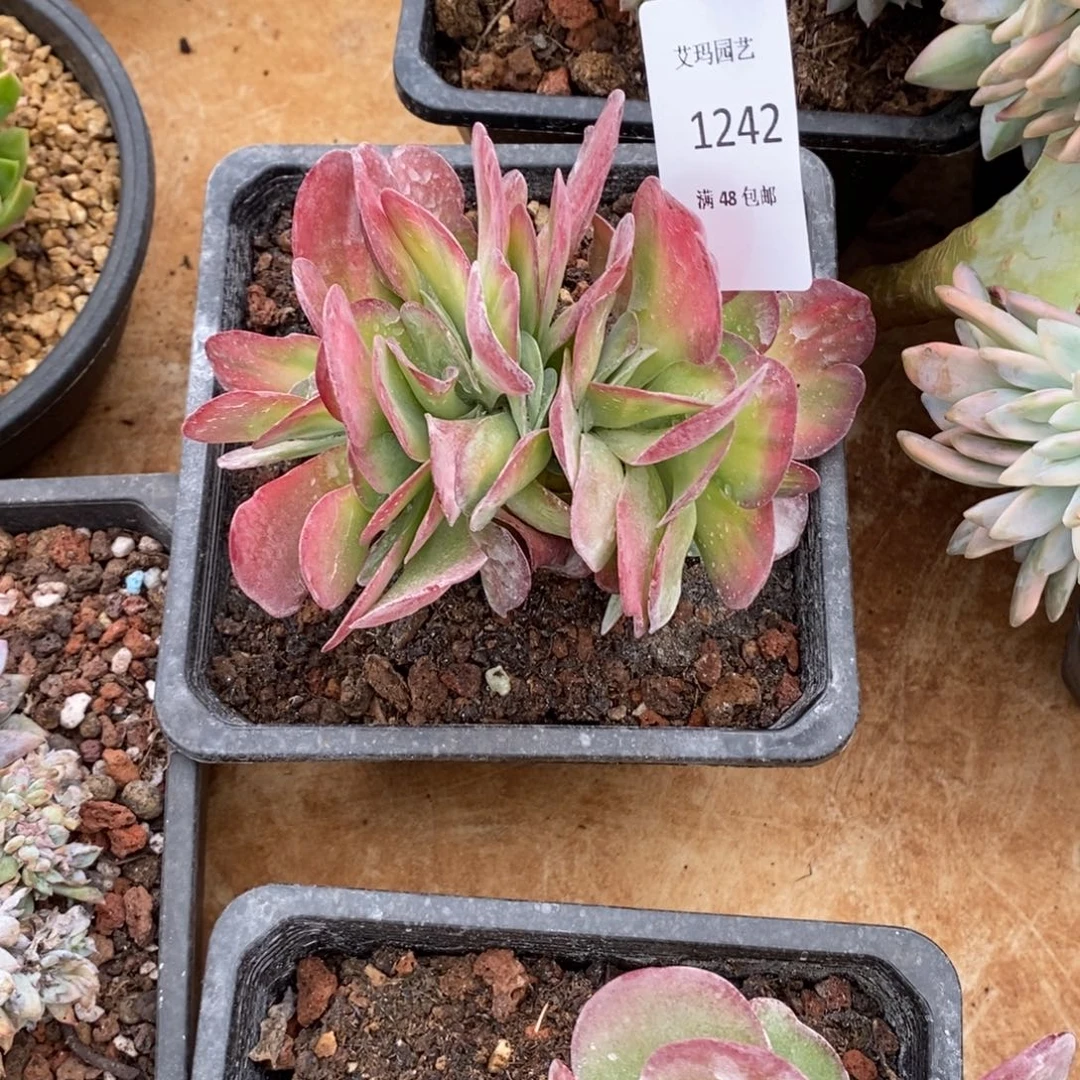 暖***Y唐印锦缀化多肉多肉242