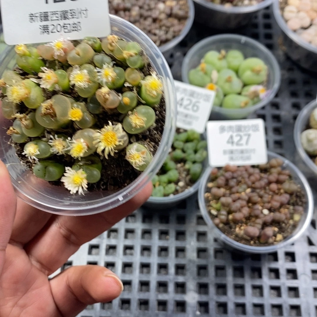 多肉蛋炒饭，感谢您相伴428