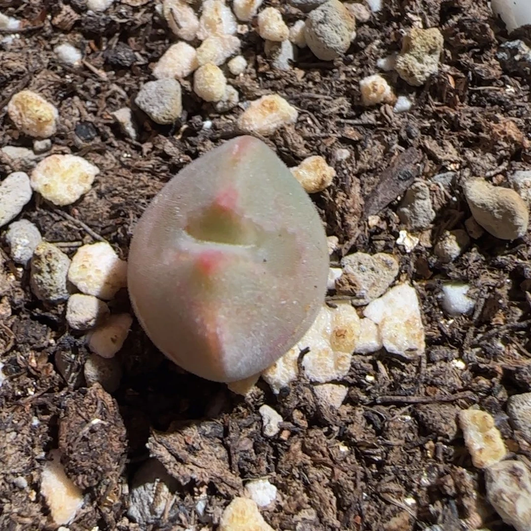 用***3肉锥多肉植物组合-38