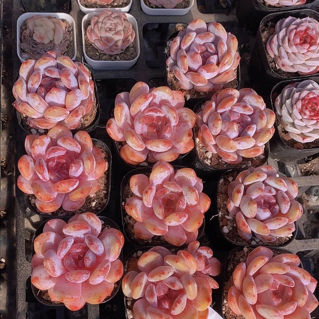 2-10-雪天使梦露单头福利一颗 量拍