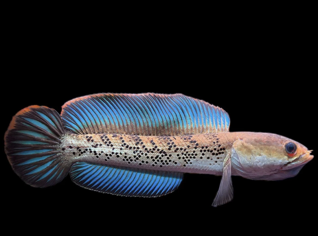 印尼鬼王雷龙鱼，精品苗子