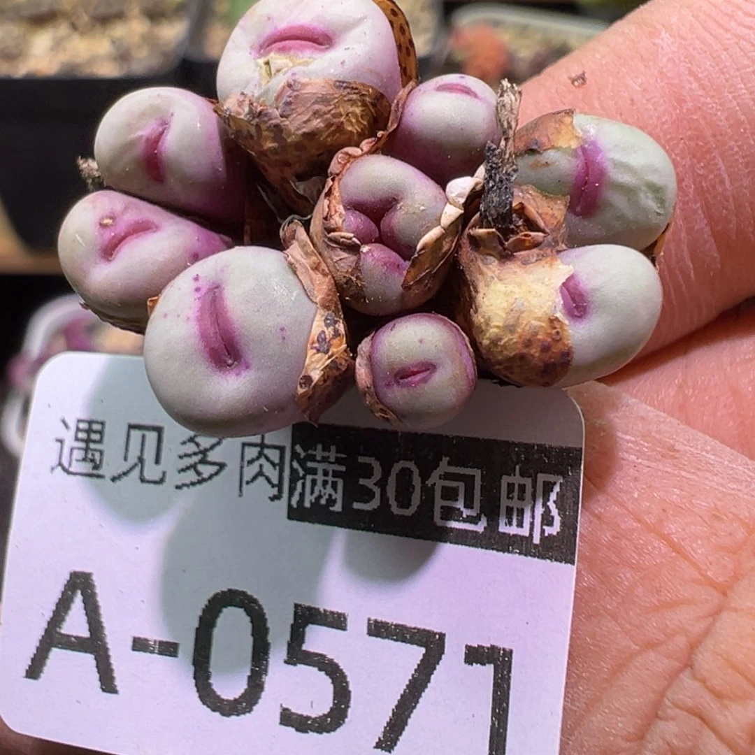 c 多肉植物1111111111111