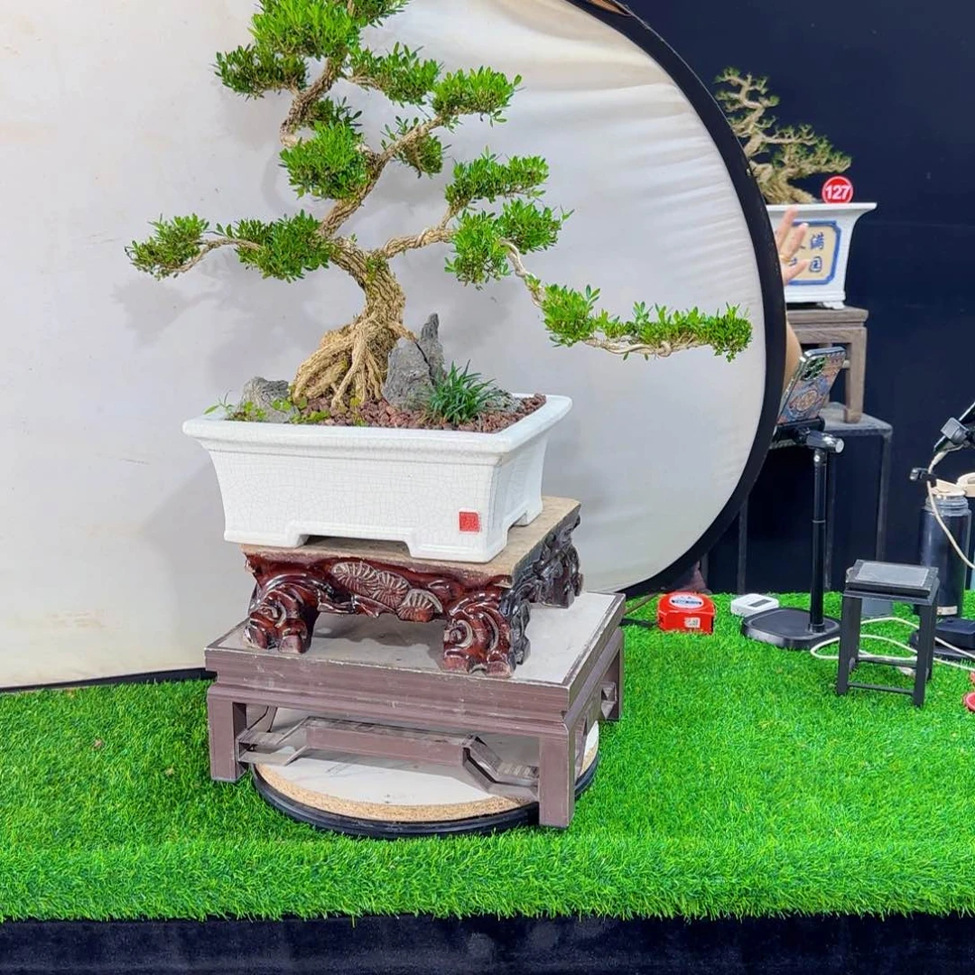 当前无花朵，栽培后可花朵艳*飞