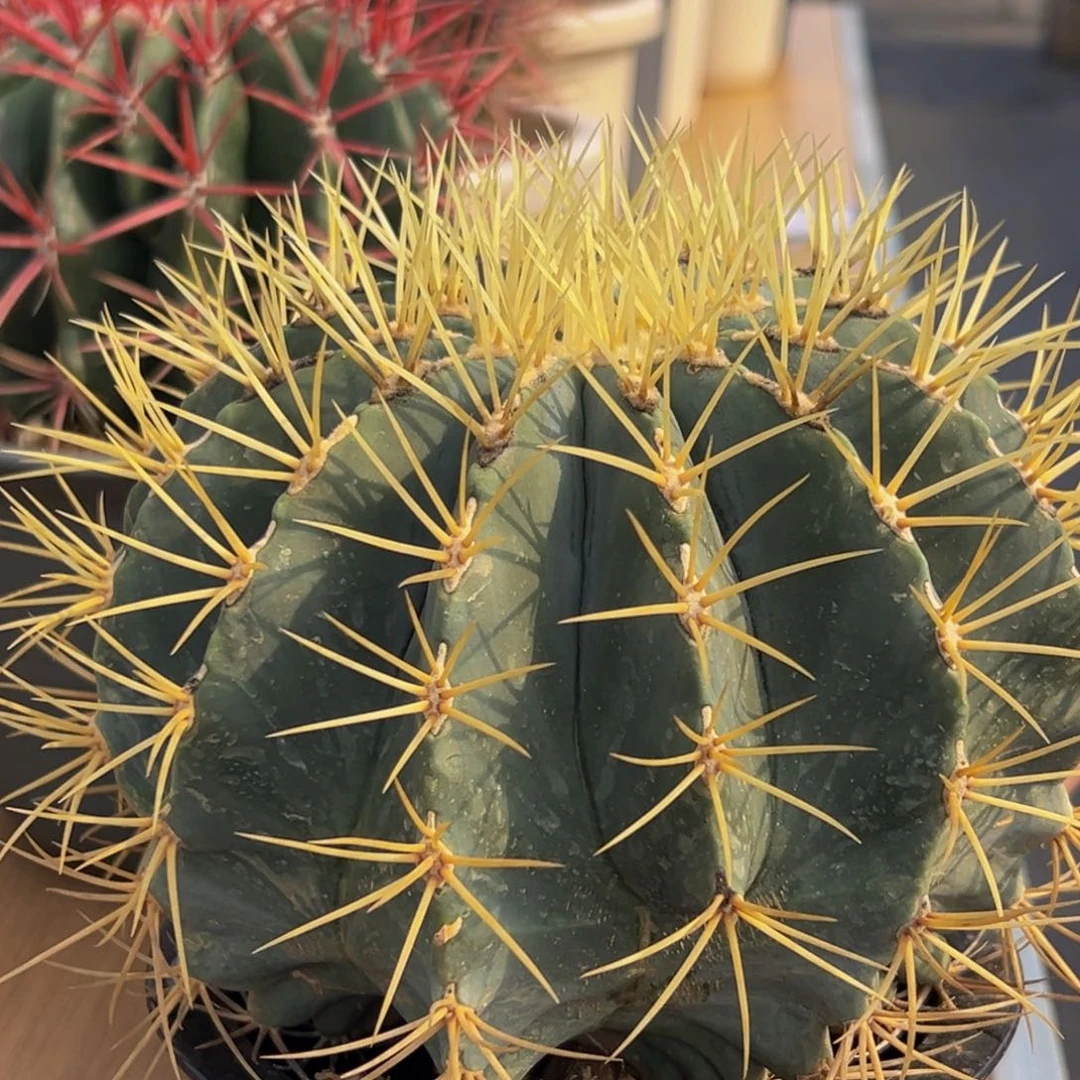 精品强刺（蓝色王冠龙）