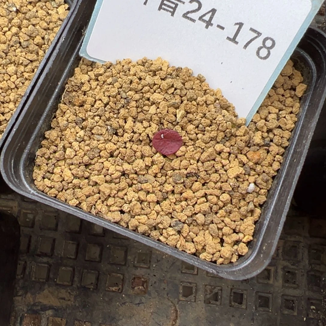 24-178肉锥多肉植物