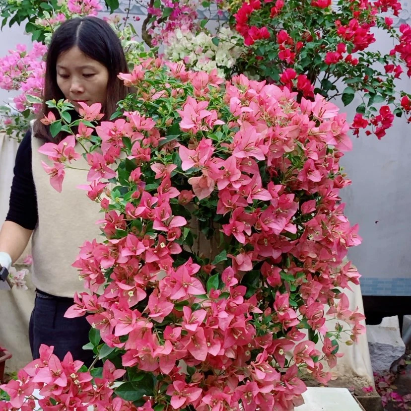 【闪购商品】完全开放龍****