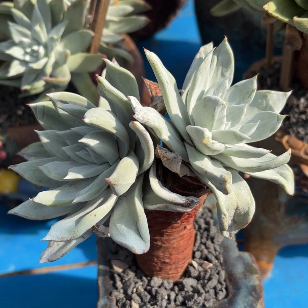 大圆叶杂，仙女杯多肉