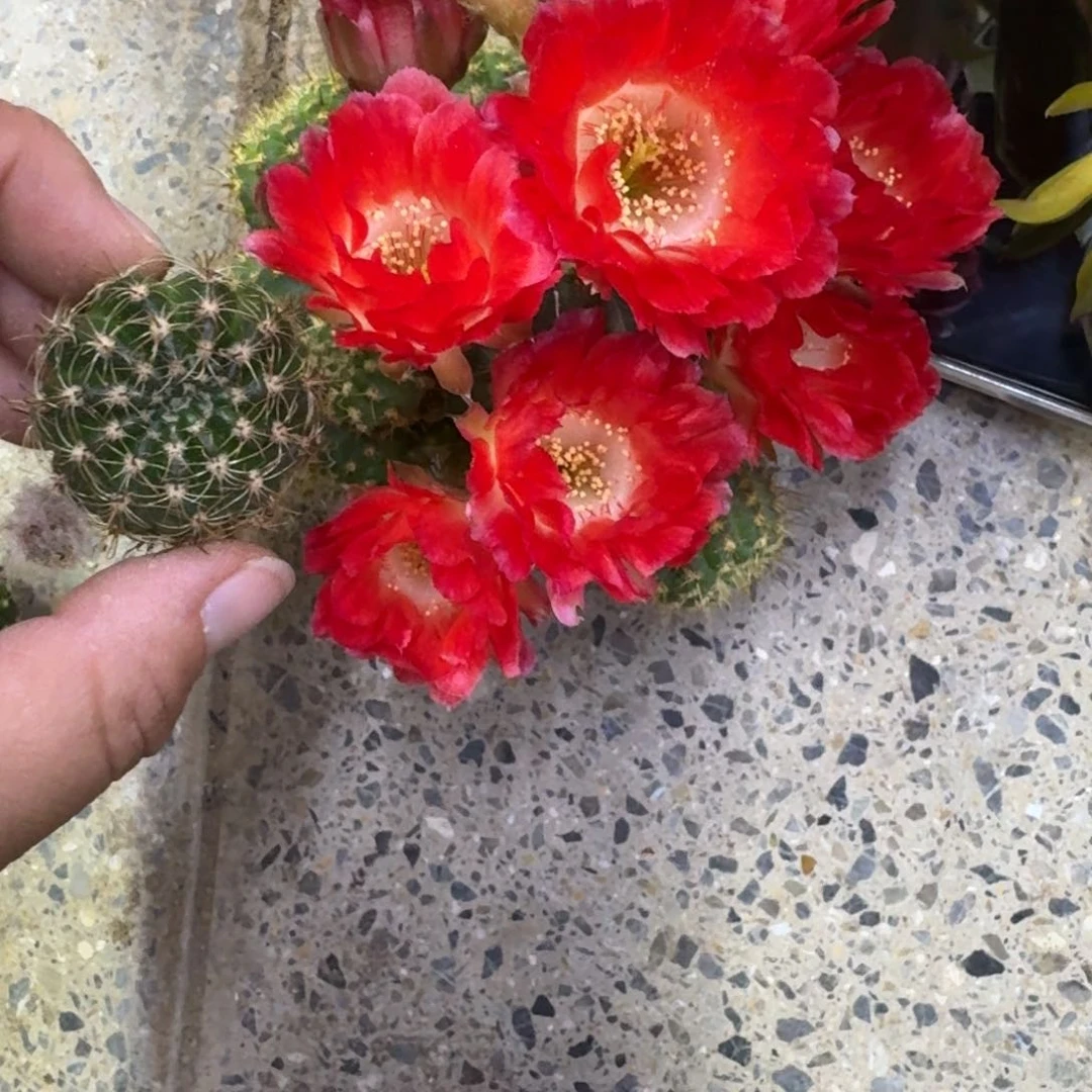 330丽花红舞裙歪无根侧牙3公分左右很小，20包邮