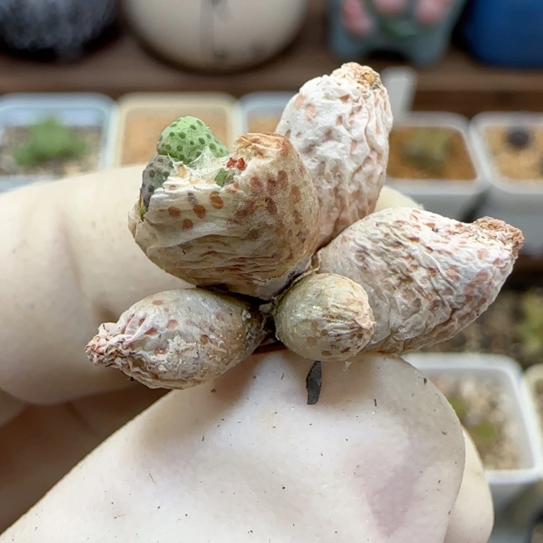 736园艺优选红斑马