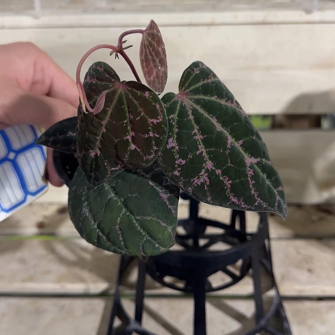 无花朵粉锦爱丽丝