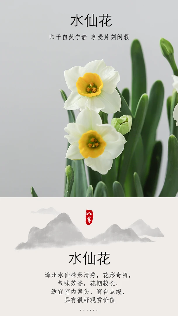 漳州水仙花桌面盆栽春节前后开花好养懒人绿植年宵花