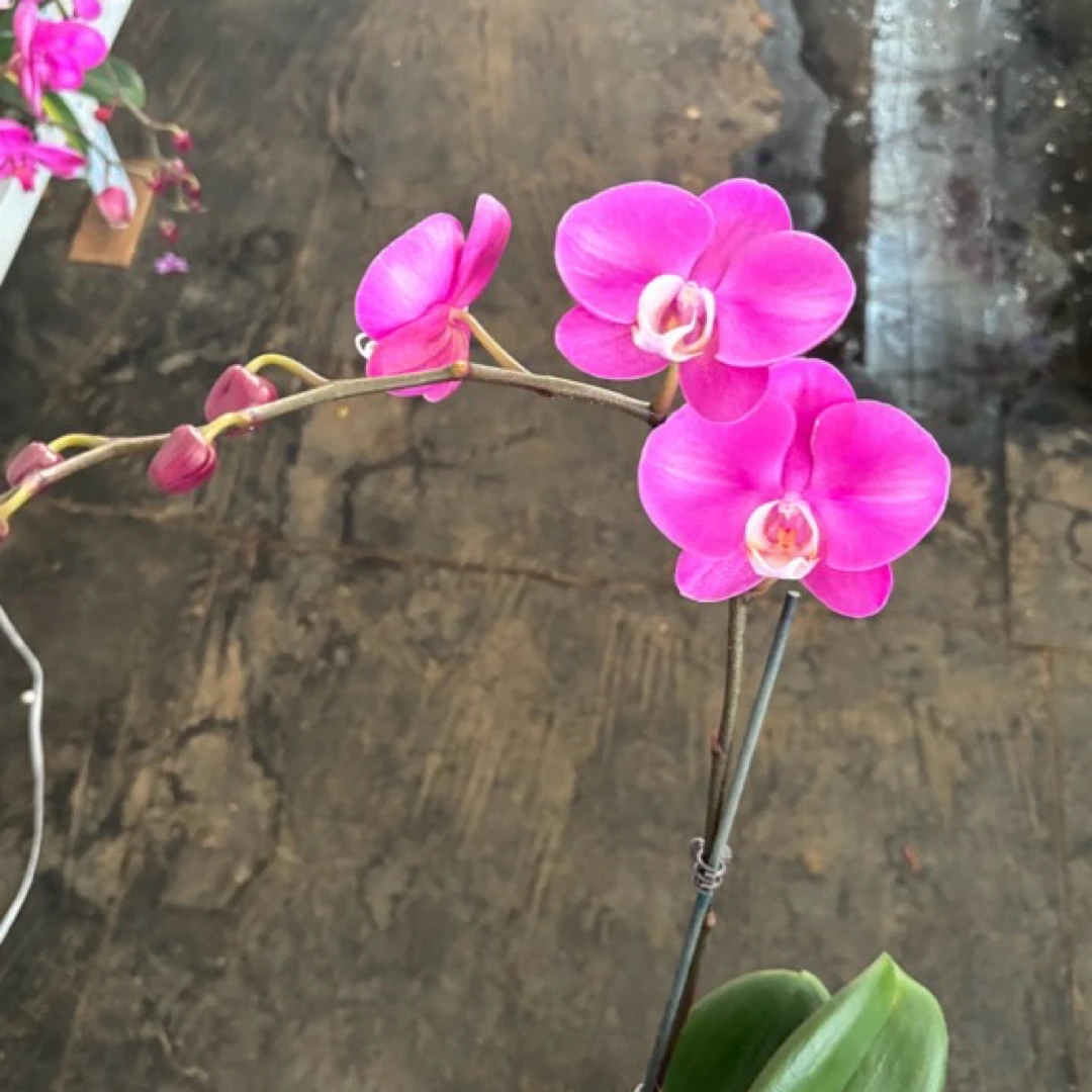 蝴蝶兰———(芳美西施)(任意两颗包邮只拍一颗发苗)