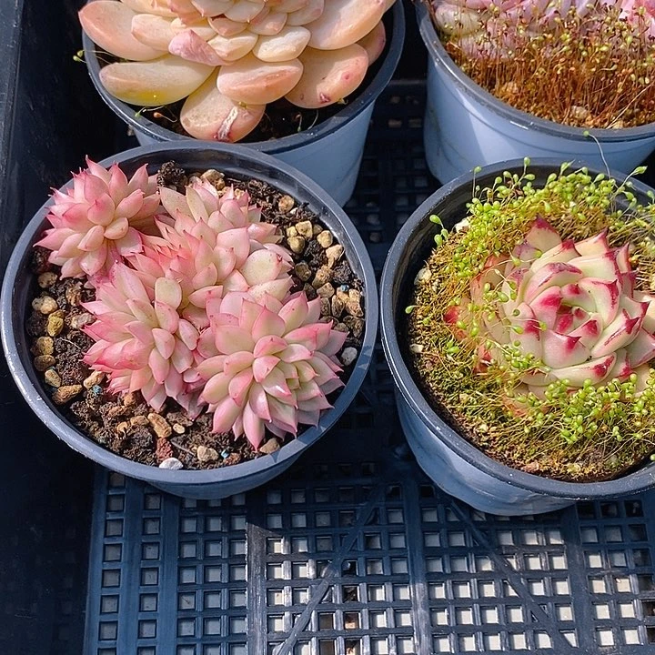 176 多肉植物盆栽花卉植物