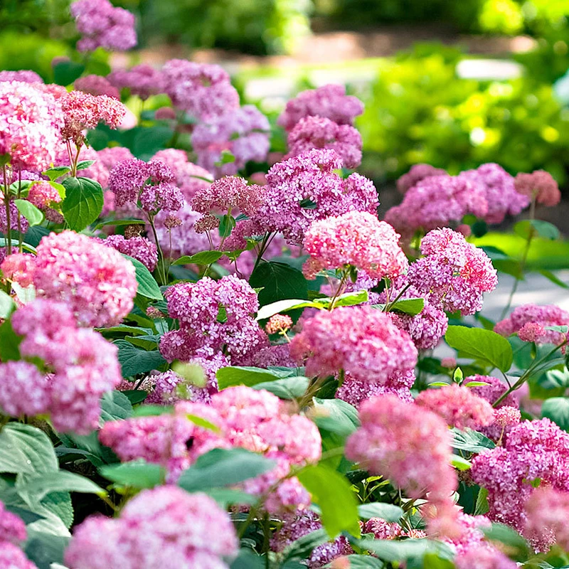 种花王大爷 乔木绣球庭院植物耐热耐寒花卉夏季