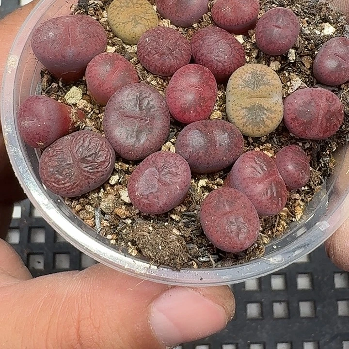 60 多肉植物多肉植物