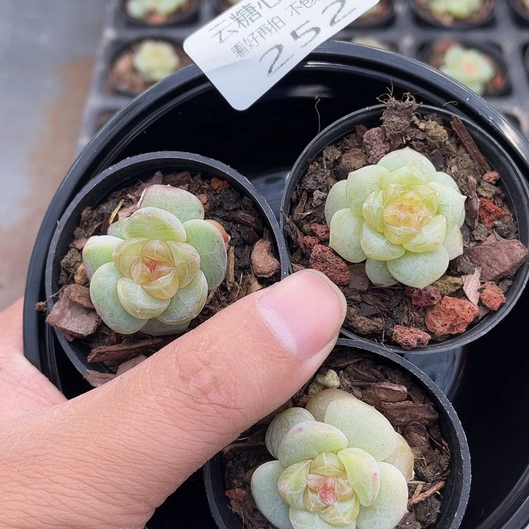 云糖心多肉植物252