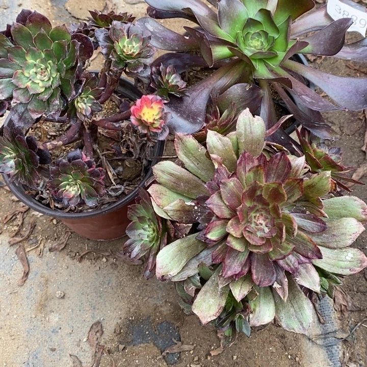 3盆多肉断头不包3889