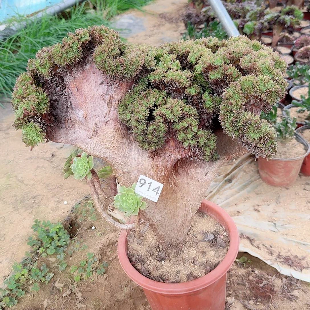 914万缀一颗朵朵微瑕