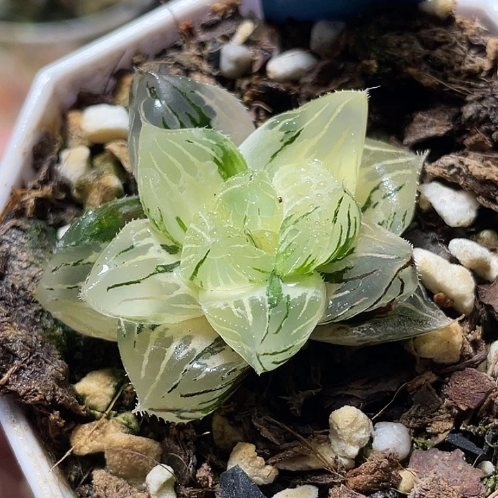 805大型玉露锦特选度老师