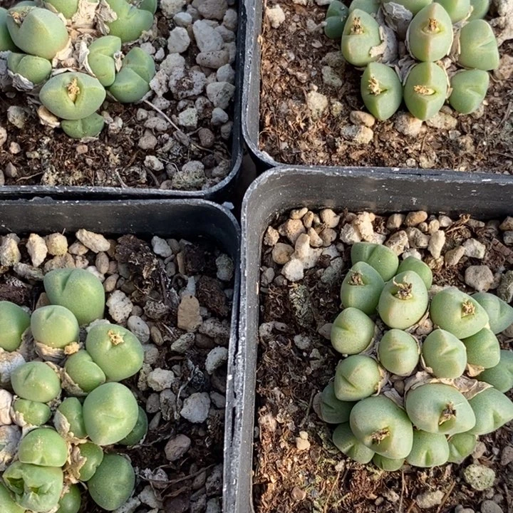 1822黄金小米一群