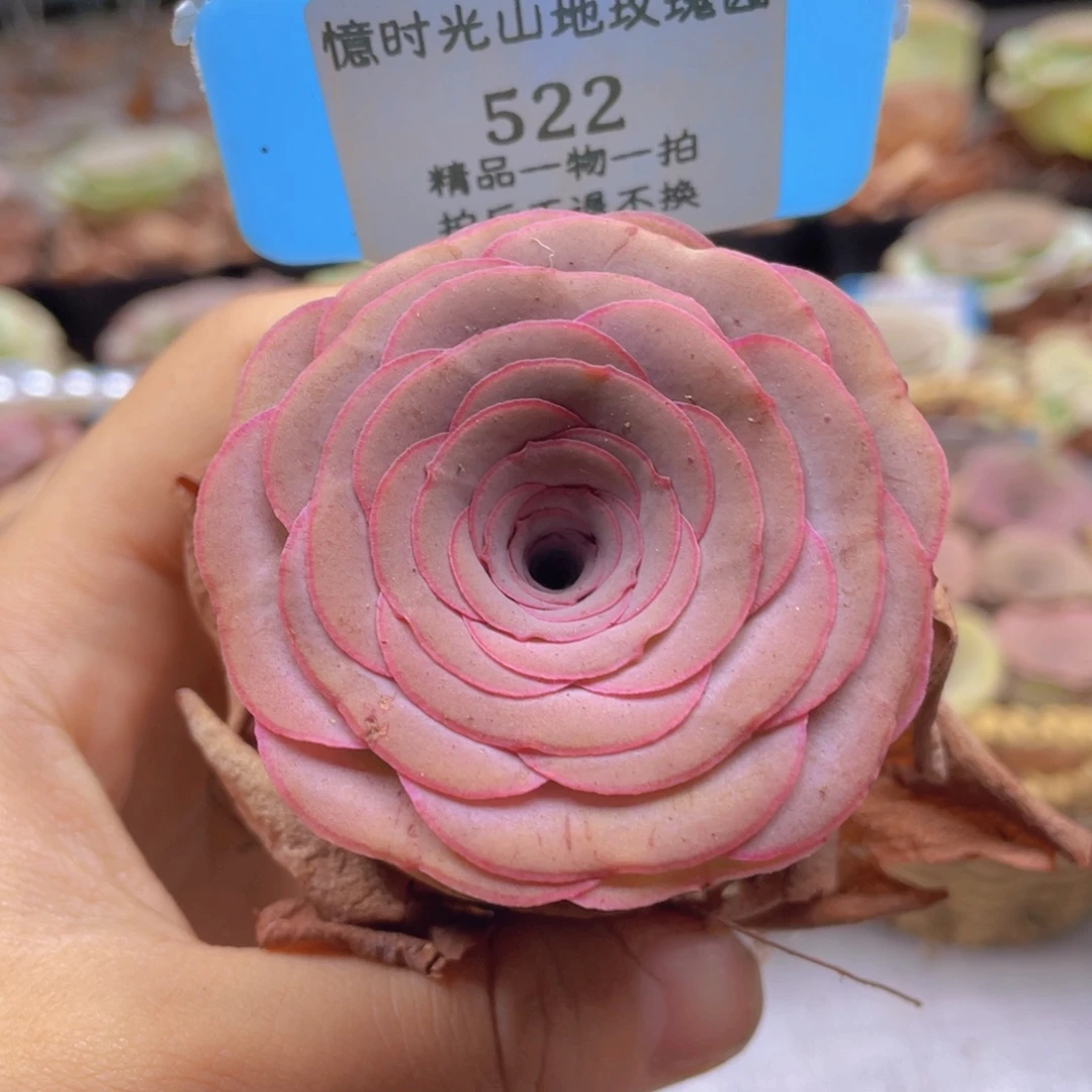 山地玫瑰522裸根发货不售后